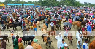 বরগুনার কোরবানি হাট: সরবরাহ বেশি থাকলেও নেই কাঙ্খিত দাম